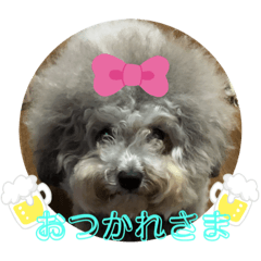[LINEスタンプ] モフモフトイプードルの小梅①