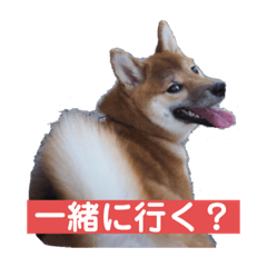 [LINEスタンプ] 柴犬あんず姫のスタンプ
