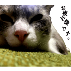 [LINEスタンプ] のんびりウチの猫2