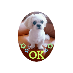[LINEスタンプ] シーズー・パルおくん