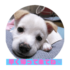[LINEスタンプ] 保護犬MIX 小麦