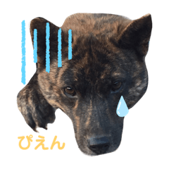 [LINEスタンプ] 甲斐犬〜愉快な仲間たち〜