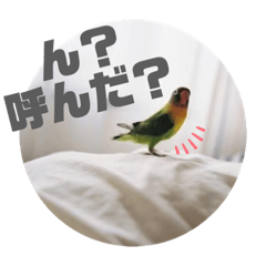 [LINEスタンプ] ボタンインコちゃん