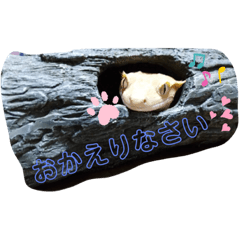 [LINEスタンプ] クレステッドゲッコーズ