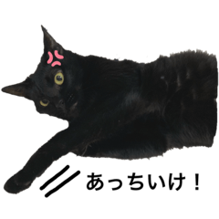 [LINEスタンプ] りんたんだお