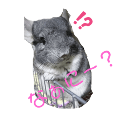 [LINEスタンプ] チンチラ☆日常モカ