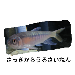 [LINEスタンプ] 毒舌魚1