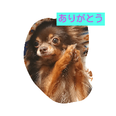 [LINEスタンプ] ちゃっこ。