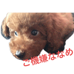[LINEスタンプ] ぷぅくんスタンプ