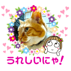 [LINEスタンプ] 床屋さんの看板猫、人気猫ミー②