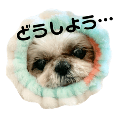 [LINEスタンプ] シーズーのらんちゃん➁