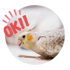 [LINEスタンプ] オカメインコちゃんず