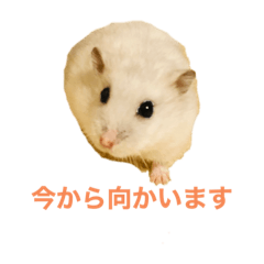 [LINEスタンプ] もふもふハムスター