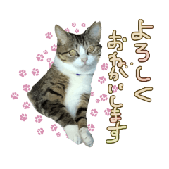 [LINEスタンプ] ねこ好きのためのデイリースタンプ