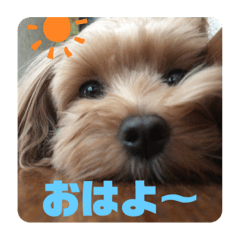 [LINEスタンプ] 愛犬ハナちゃん一言スタンプ