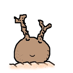 [LINEスタンプ] パキポキグラキリスさん