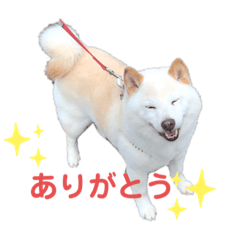 [LINEスタンプ] もふもふハクちゃん