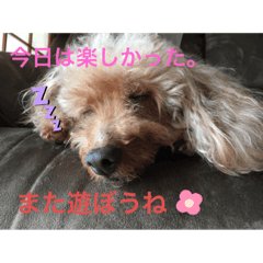 [LINEスタンプ] トイプードル anzu