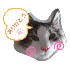 [LINEスタンプ] ネコでかわいく返信