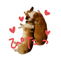 [LINEスタンプ] いぬたちとまいにち3