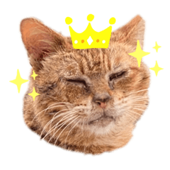 [LINEスタンプ] ニャルソックのチャ①