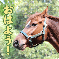[LINEスタンプ] ホーストレッキングファーム三浦海岸の馬達