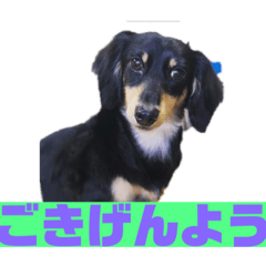 [LINEスタンプ] りくすた（りくすたんぷ）