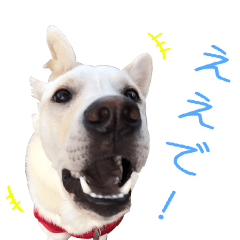 [LINEスタンプ] 保護犬むく丸スタンプ1