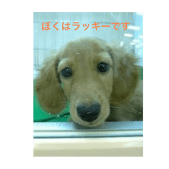 [LINEスタンプ] 可愛いすぎるラッキーちゃん