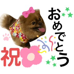 [LINEスタンプ] ポメラニアン 姫ちゃん⑨