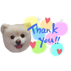 [LINEスタンプ] ポメラニアンのマフィン