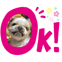 [LINEスタンプ] よしだのちゃちゃまる