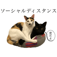 [LINEスタンプ] マメヲさんとミケコさん③
