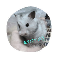 [LINEスタンプ] 家のドウブツスタンプ