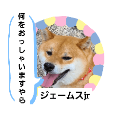 [LINEスタンプ] 柴犬ジェームスjr.5