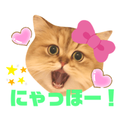 [LINEスタンプ] らてにゃんの日常スタンプ
