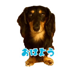 [LINEスタンプ] ぽんちゃんのためのスタンプ