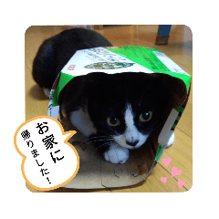 [LINEスタンプ] 家のハナちゃん2