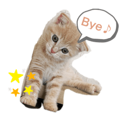 [LINEスタンプ] スコティッシュのウィルくん