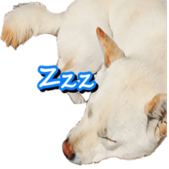[LINEスタンプ] しろしばこうめ