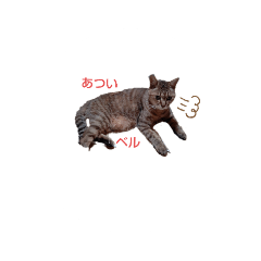 [LINEスタンプ] ひらつてきたうちのねこたん