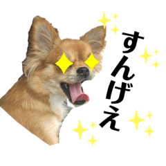 [LINEスタンプ] 愛犬チワワのゆず④