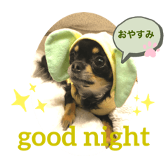 [LINEスタンプ] 日常あいさつ 可愛い チワワ