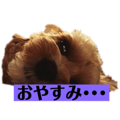 [LINEスタンプ] シエルスタンプズ