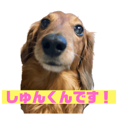 [LINEスタンプ] ダックス！しゅんくん！