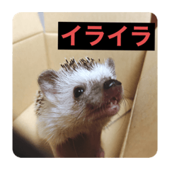 [LINEスタンプ] ハリネズミのいる暮らし