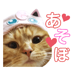 [LINEスタンプ] かわいい猫の日常使えるスタンプ