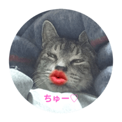 [LINEスタンプ] 猫ポッポ