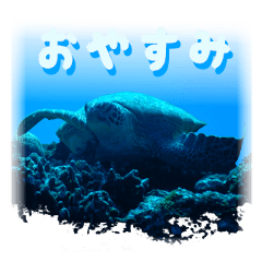 [LINEスタンプ] 沖縄の海の魚たち