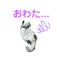 [LINEスタンプ] サンカクさん家のぬこたち